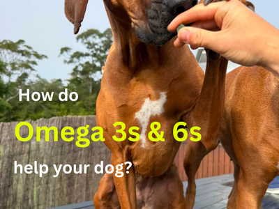 Why Omega 3 & Omega 6 Fatty Acids Are Essential for Your Dog's Health
