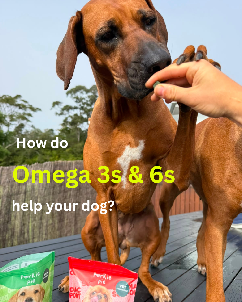 Why Omega 3 & Omega 6 Fatty Acids Are Essential for Your Dog's Health