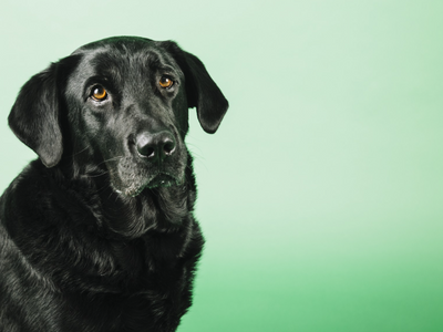 The Power of Routine: How Small Habits Improve Long Term Pet Health