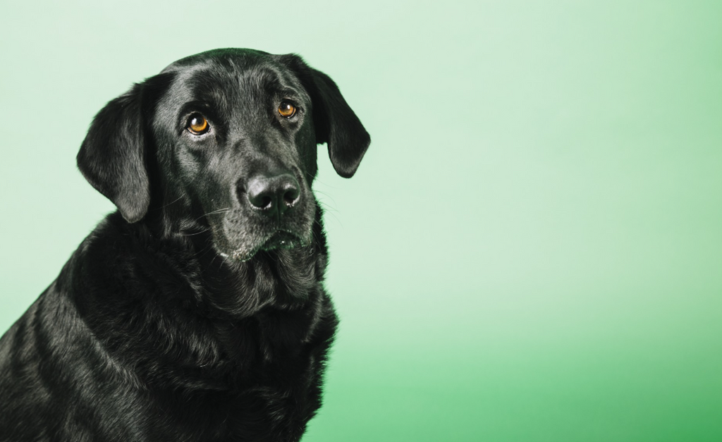 The Power of Routine: How Small Habits Improve Long Term Pet Health