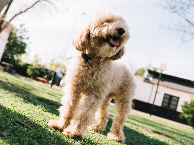 Good Habits Club: Why Supplements? A Tail-Wagging Truth from Porkie Pie