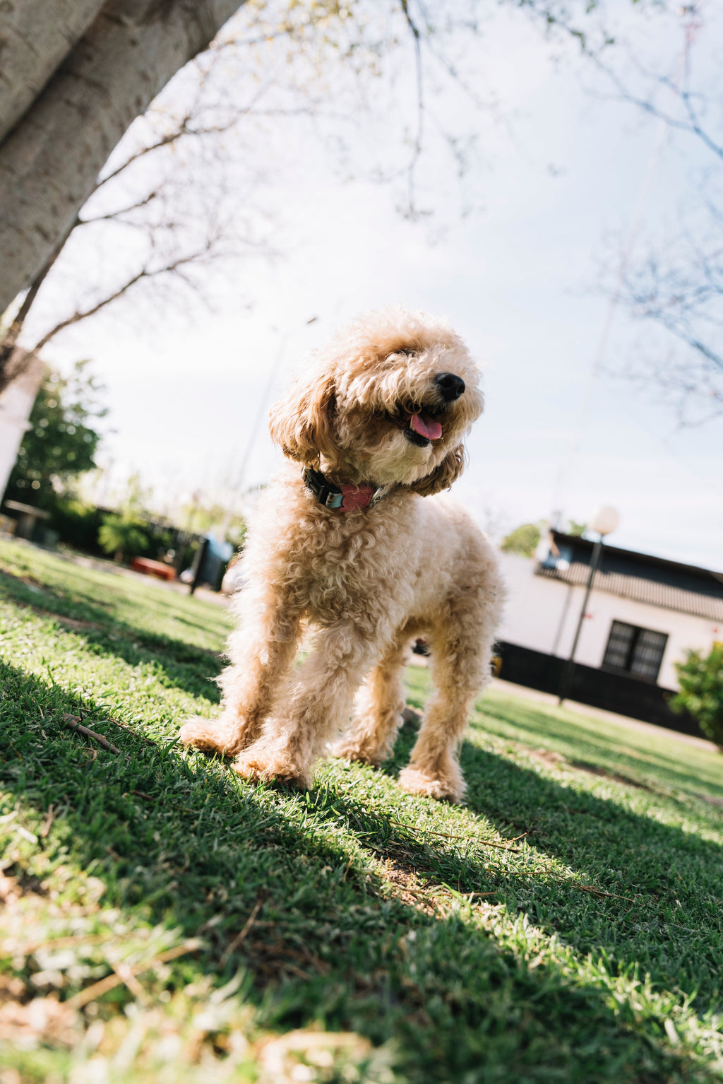 Good Habits Club: Why Supplements? A Tail-Wagging Truth from Porkie Pie