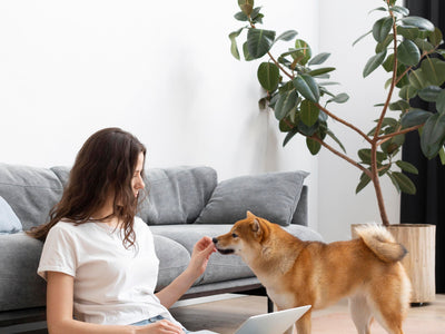 Welcome to the Good Habits Club: Puppy-Proofing