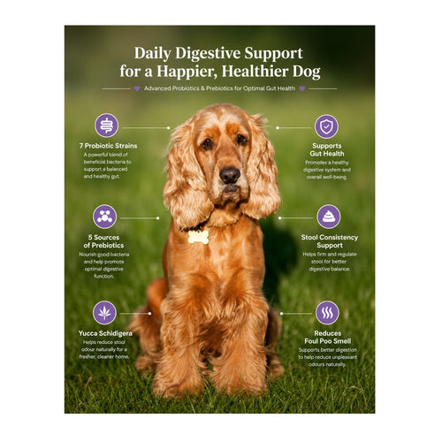 Gut Support