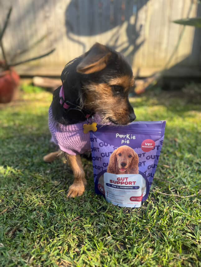 Dog Treats For Gut Health