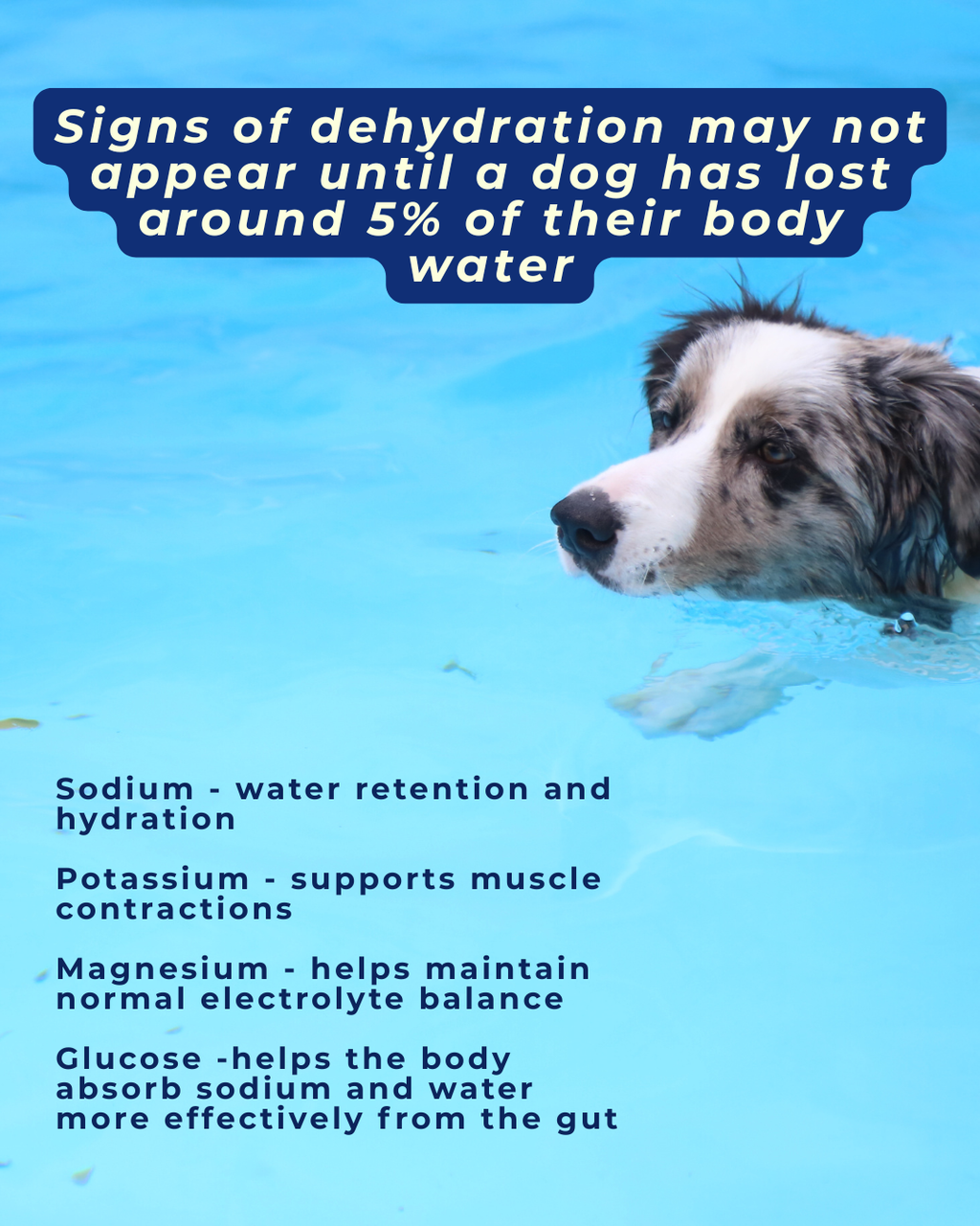 WOOF Electrolyte Water