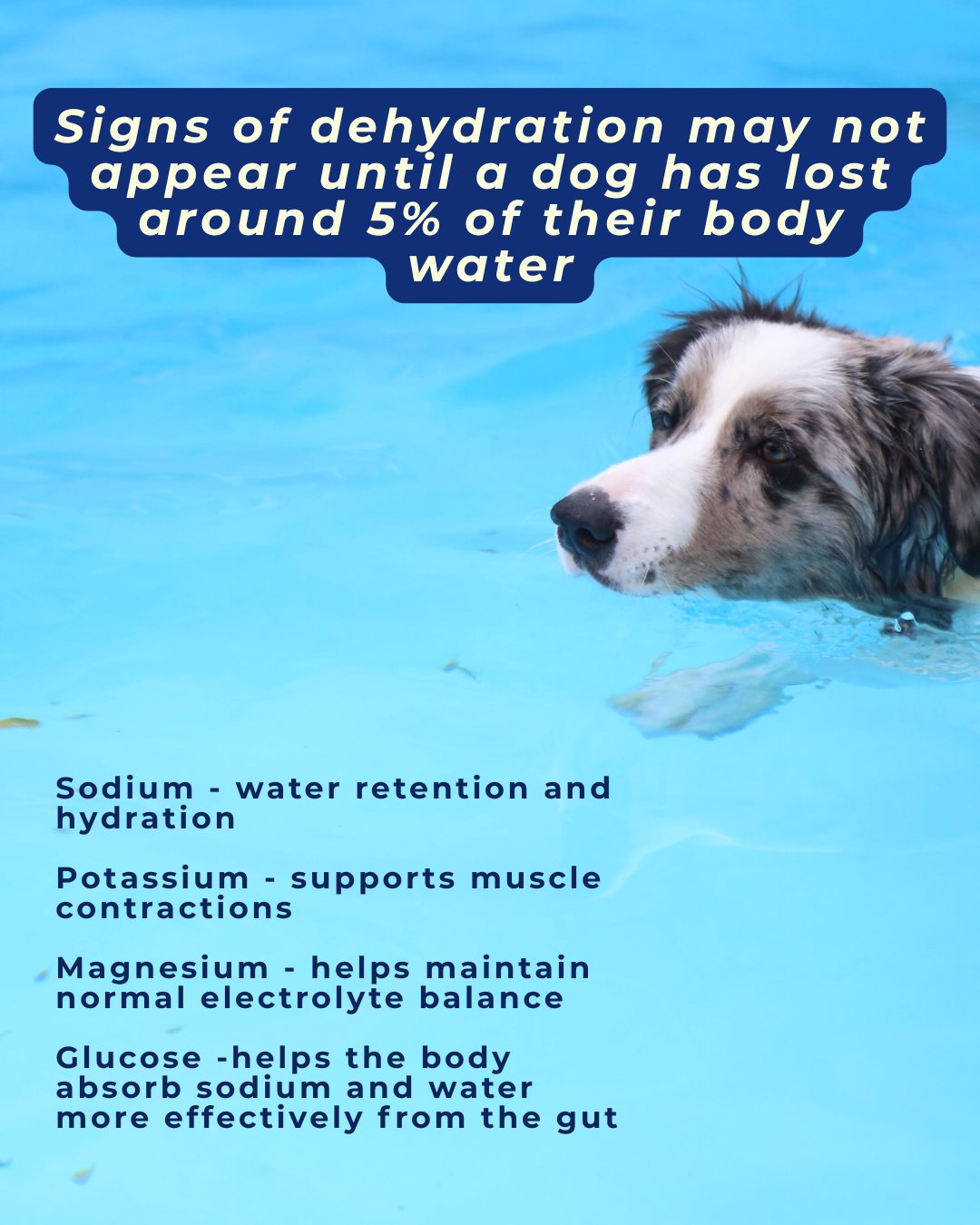 WOOF Electrolyte Water