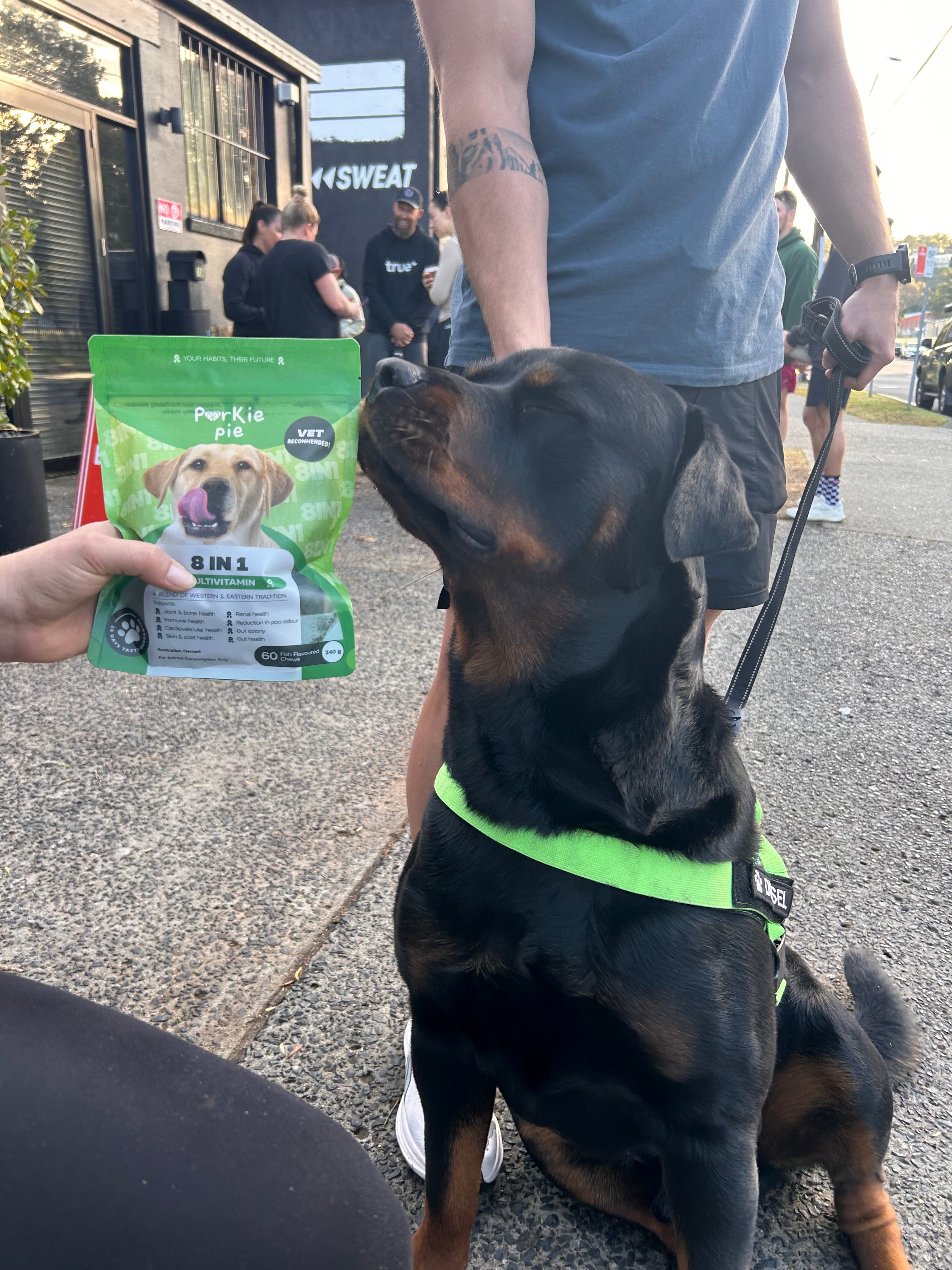 Dog Multivitamin Supplements