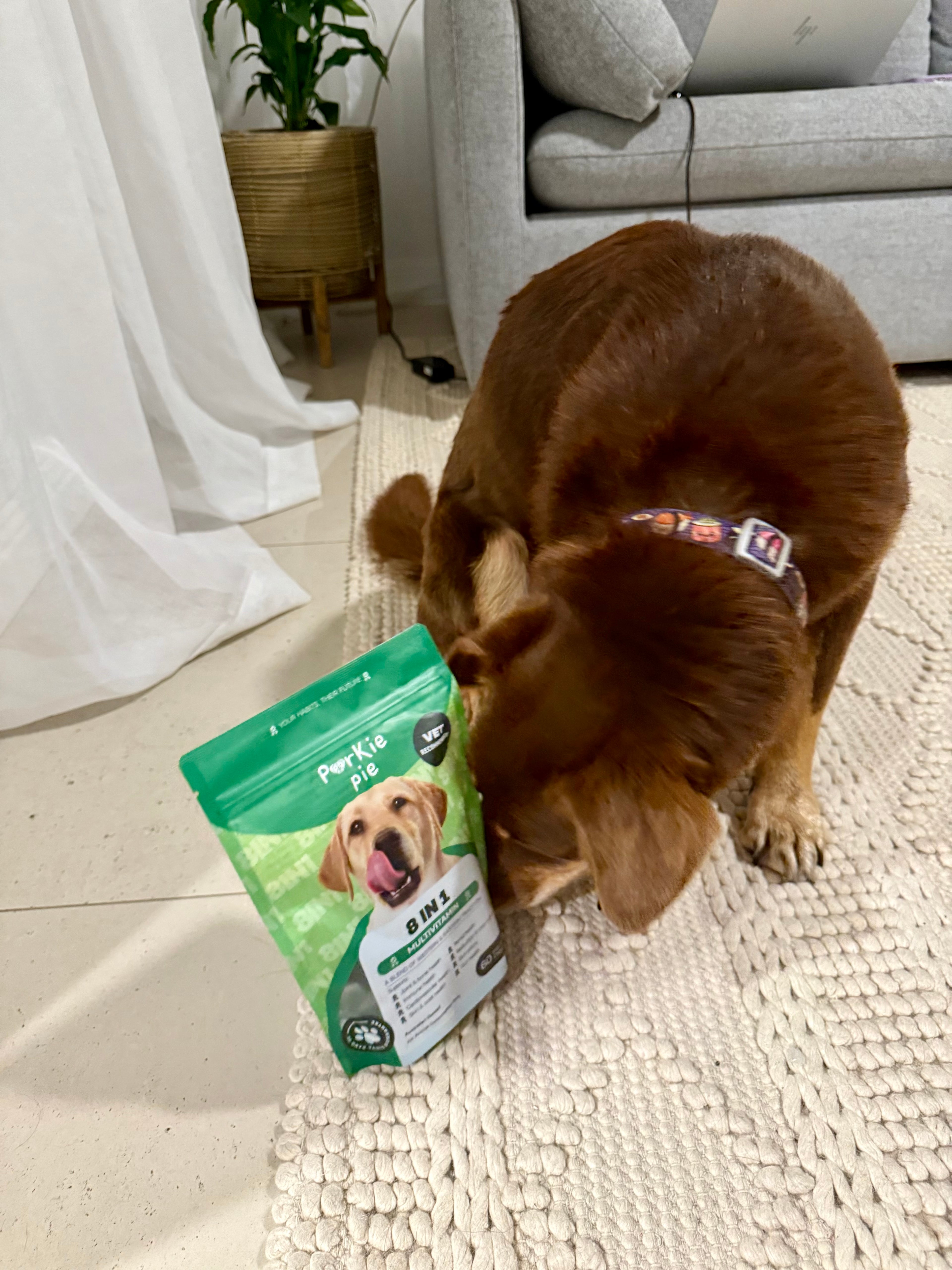 Multivitamin For Dogs Australia