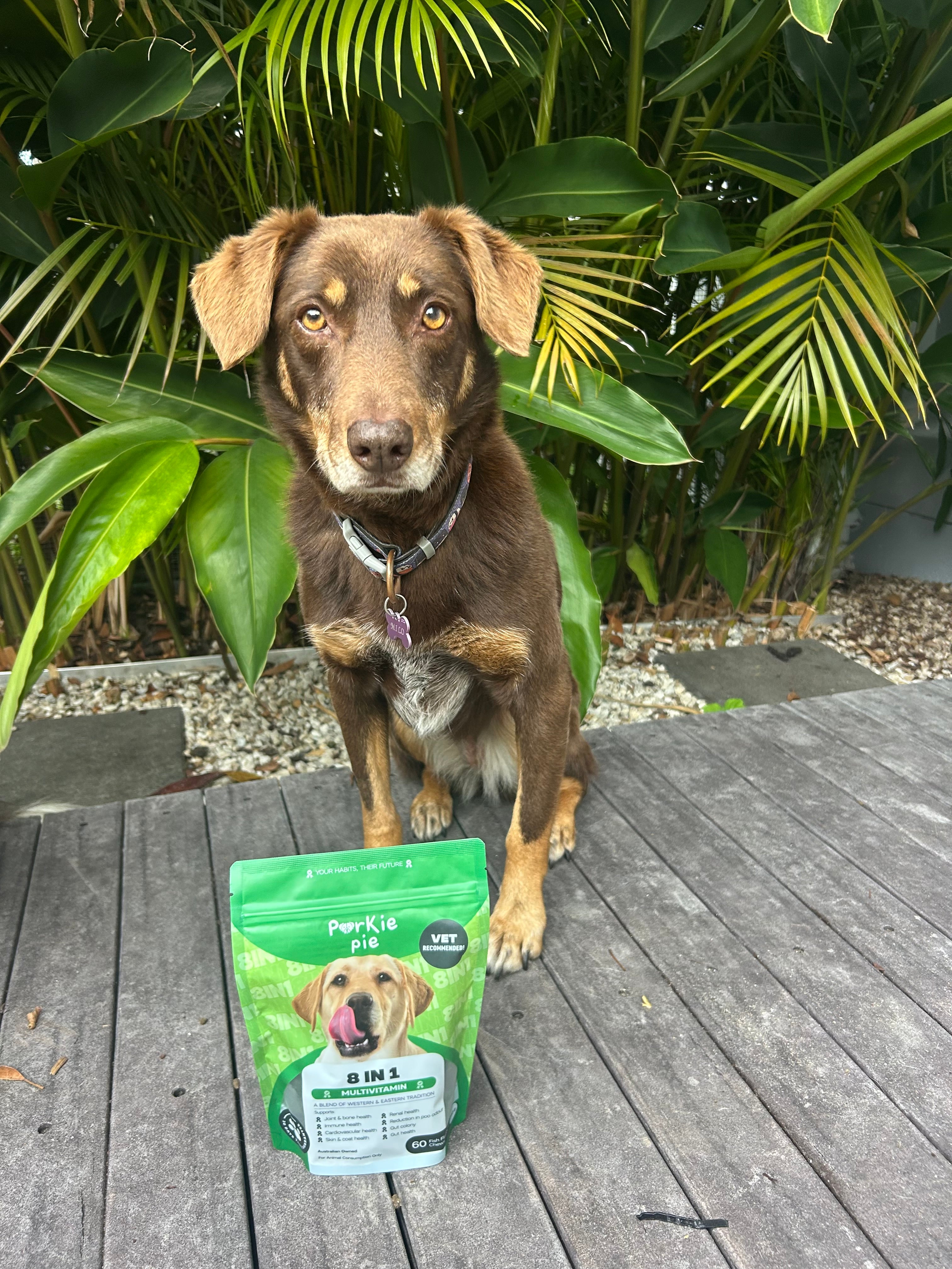 Dog Multivitamin