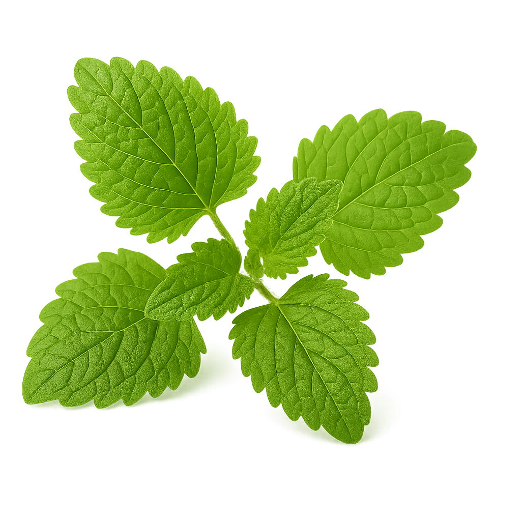 Lemon Balm