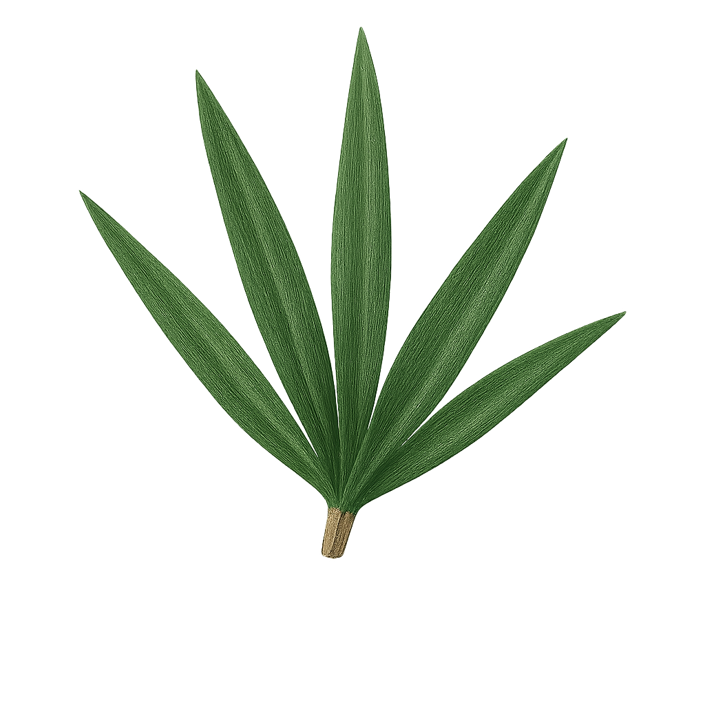 Yucca Schidigera 