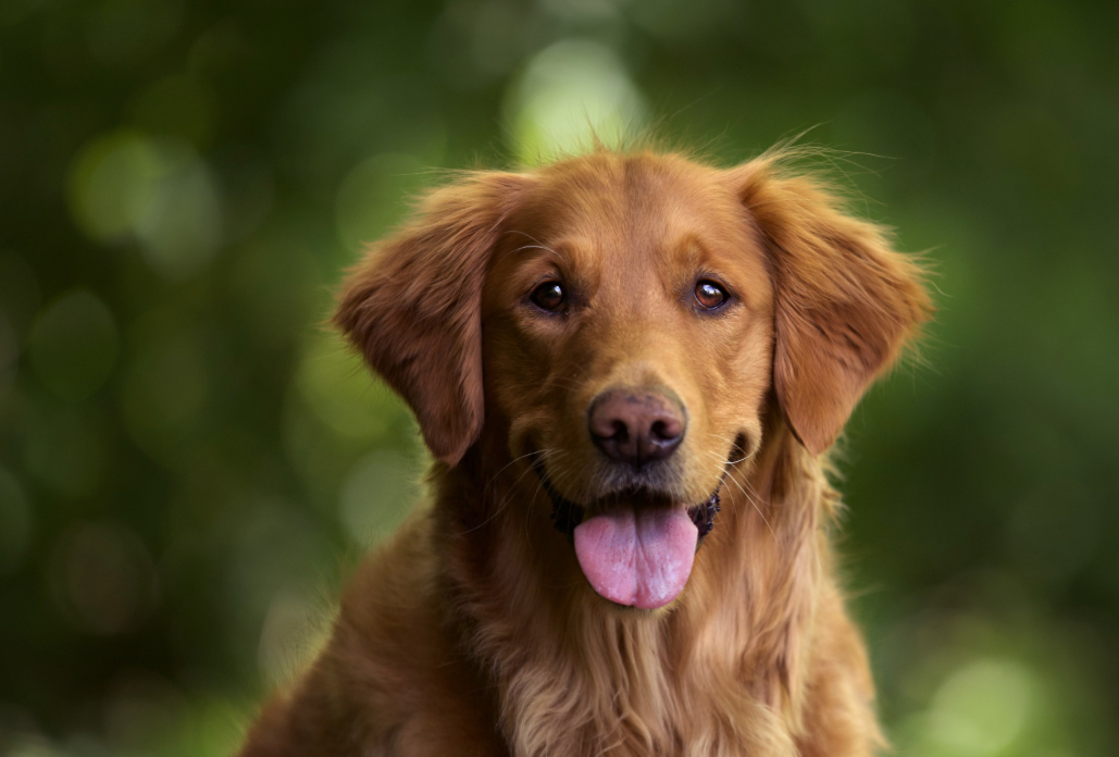 All in one supplements for dogs