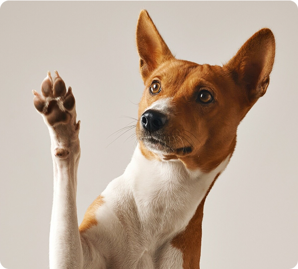 Dog Image