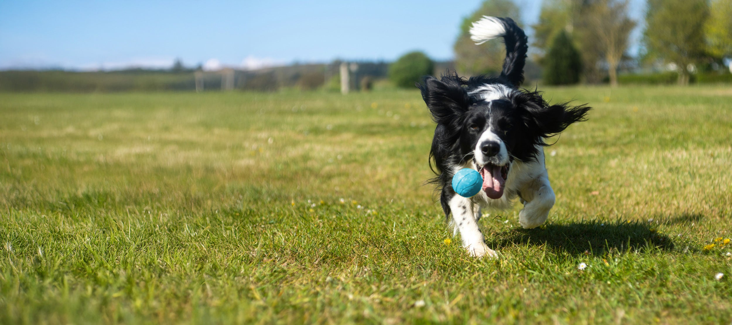 calming treats for dogs